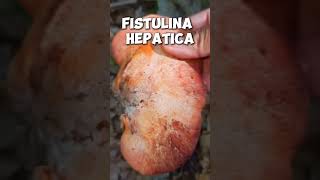 Fistulina hepatica shorts [upl. by Hannibal345]