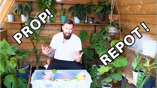 Wet Stick Propagation Saving a Norfolk Pine and Repotting Elephant Ear Alocasia [upl. by Itoyj]