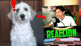 Fernanfloo REACCIONA a CURLY JUEGA Five Nights at Freddys 2 en DIRECTO [upl. by Cammie226]