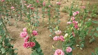 Aloka eustoma cut flower cultivation By AGROBACK [upl. by Emmey]