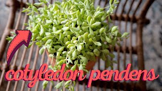 Cotyledon Pendens Cliff Hanger Plant Care Guide [upl. by Rora343]