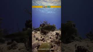 Why I Dive No 55 Filefish [upl. by Ibmat]