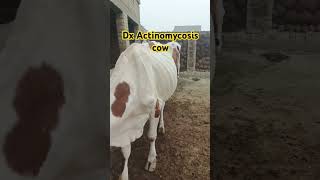 Treatment of Actinomycosis cow🐄 cow Buffalo [upl. by Holmes597]