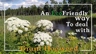 Dealing with Giant Hogweed 🌿 and HeatWeed ISRP  Jätteloka An EcoFriendly and Clean Way at Etni AB [upl. by Bernat528]