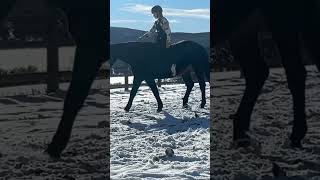 first time galloping with zero tack M12 [upl. by Aicekan]