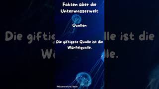 qualle fakten diewithasmile shorts shortvideo [upl. by Ed]