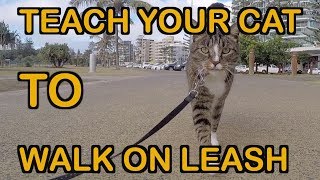 HOW TO TEACH A CAT TO WALK ON LEASH  TUTORIAL [upl. by Koh]