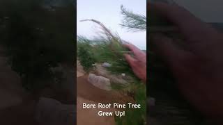 My Bare Root Pine Tree Grew Up pinetrees bareroottrees trees nature wwwdaverhendersoncom [upl. by Aber]