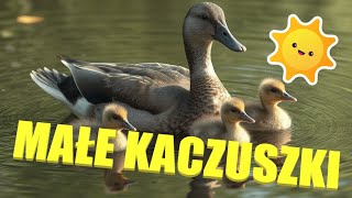 MAŁE KACZUSZKI  PIOSENKA DLA DZIECI  Piosenka dla dzieci o przygodach kaczuszek [upl. by Jobi]