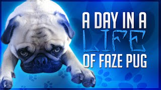 A Day in the Life of FaZe Pug  FaZe Rug [upl. by Enyrhtac950]