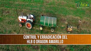 Control y Erradicacion del HLB o Dragon Amarillo  TvAgro por Juan Gonzalo Angel [upl. by Hosfmann953]