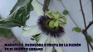 Cómo tener Maracuyá pasiflora o Fruta de la pasión How to have passion fruit [upl. by Marcela]