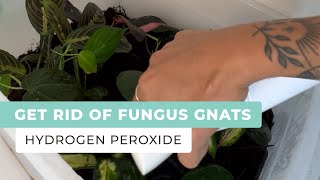 Get Rid of Fungus Gnats in Houseplants Using Hydrogen Peroxide [upl. by Trovillion]