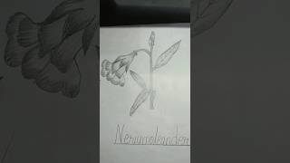 a beautiful nerium oleander flower drawingshortvideo [upl. by Reisch]