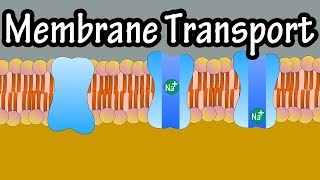 Cell Membrane Transport  Transport Across A Membrane  How Do Things Move Across A Cell Membrane [upl. by Derfnam360]