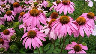 Echinacea purpurea Natures Miracle Plant Harvesting Dormant Roots For Propagation amp Tincture [upl. by Eniarral]