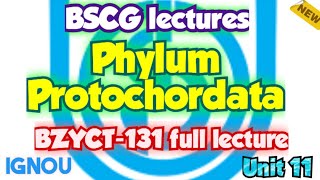 Phylum Protochordates Unit 11 Zoology Animal Kingdom BZYCT131  ignou neet 2023 trending [upl. by Nitsreik]