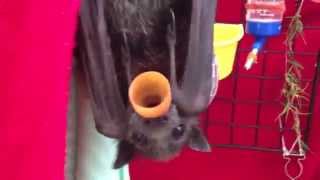 Orphan bat protests his dinner is late this is Hashtag [upl. by Horten979]