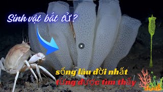 Loài Động Vật Sống Thọ Nhất Thế Giới – Bọt Biển Thủy Tinh [upl. by Onyx]