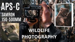 HOW TO POV NATURE AND KOALAS PHOTOGRAPHY  SONY A6400 📸  TAMRON 150500 f567 [upl. by Emmons539]