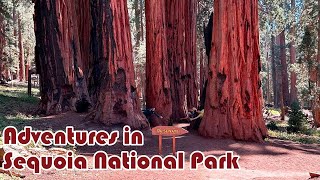 Adventures in Sequoia National Park [upl. by Alleuqcaj]