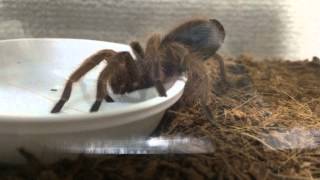 ローズヘアータランチュラが水を飲んでます Chilean Rose Hair Tarantula Drinking Water [upl. by Tiffie778]