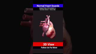 normal heart sounds  heart sound 3d foryou shorts [upl. by Yrrehs431]