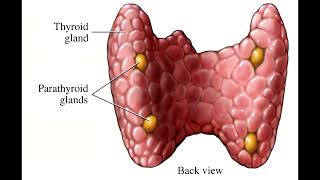 STOP Ignoring These Primary Hyperparathyroidism Symptoms You Wont Regret It [upl. by Namqul745]