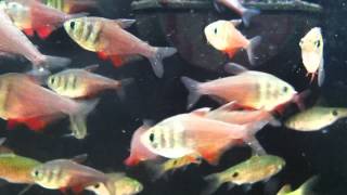 Fish Relaxation Scene  Real Live Fish Swimming to thier delight [upl. by Oiramaj]