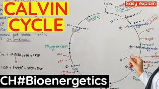 Calvin Cycle  Light independent Reaction of photosynthesis C3 pathway of photosynthesis [upl. by Airekat]