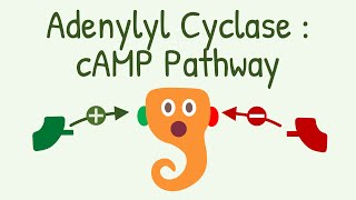 Adenylyl Cyclase  cAMP Pathway  Gs and Gi Protein Pathway [upl. by Walling]