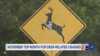 November is the top month for deerrelated crashes [upl. by Jamal505]