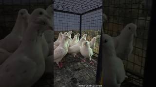 Kabootar ki videopigeon status🕊️🕊️🕊️🕊️🕊️pigeon pigeonlover kabootar trendingshortsshortsshok [upl. by Mulac768]