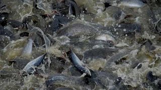 Producción de clarias en la Granja Galindo de Cienfuegos [upl. by Rubie837]