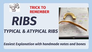 Ribs anatomy  typical amp atypical ribs  identification features  Easy Explanation [upl. by Anolla]