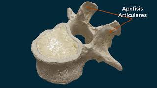 Cómo es una vértebra [upl. by Haland]