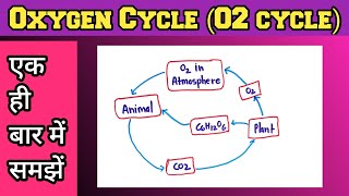 Oxygen Cycle In Hindi  Oxygen Cycle Class 9 [upl. by Torrie]