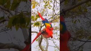 Macaw sounds viralshort [upl. by Whiting]