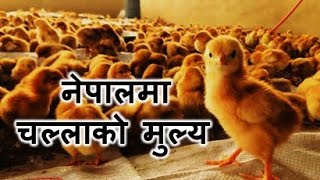 Price of chicks 🐥 in Nepal II नेपालमा चल्लाको मुल्य II Abiram AgroTech 977 9849760686 [upl. by Nealah759]