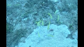 Baobab Dive Site  Diani Beach [upl. by Amathist545]