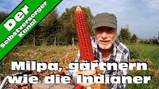 Milpa gärtnern wie die Indianer Die Ernte [upl. by Gusba570]