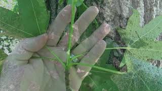 Identifying sweetgum [upl. by Aneez]