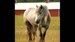 Gypsy Horses of Finnegans Fields Gypsy Horses [upl. by Uahsoj629]