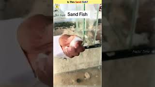 Amazing Sandfish Skink 😱 trendingshorts facts [upl. by Scevo]