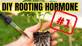 3 FASTEST HOMEMADE ROOTING HORMONES  Organic Powerful And Safe [upl. by Brian]