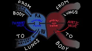 biology class 10th  life processes structure and working of human heart [upl. by Francklyn]