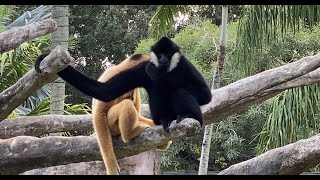 Fascinating White Cheeked Gibbons Monkeys at the Miami Zoo [upl. by Nixie457]