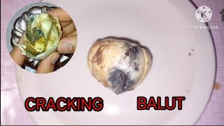 CRACKING BALUT EGG EMBRYO EXOTIC FOODBALUTEGG [upl. by Doll]