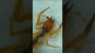 Exploring the world of Solifugae camel spiders animals shorts [upl. by Dosh]