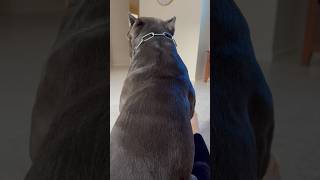 Why my Cane Corso sits like this dog youtubeshorts corsolove canecorso mastiff life big [upl. by Ruel]